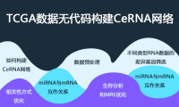 合集:TCGA数据无代码构建CeRNA网络